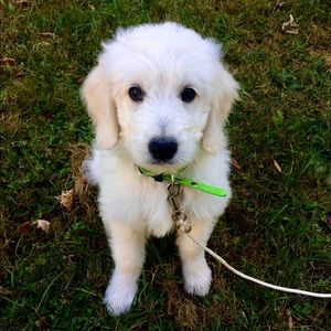 Meet your Posher, Hunter